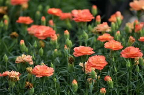 hermes carnation|super trouper orange dianthus.